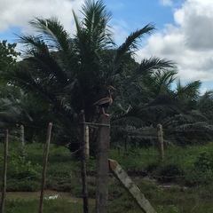 Dendrocygna autumnalis