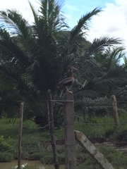 Dendrocygna autumnalis