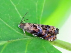 Grapholita prunivora