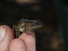 Phrynobatrachus acridoides