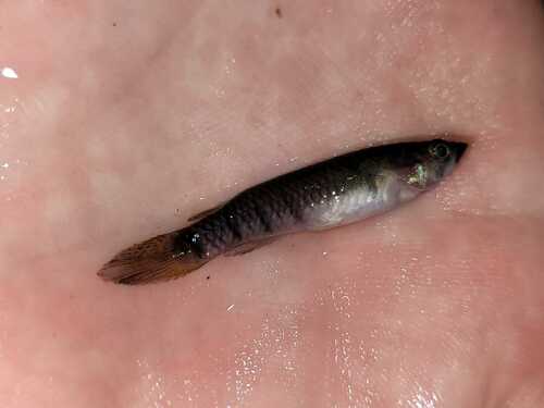 Fire-mouth epiplatys (Epiplatys chaperi) — Nothobranchiidae — 2