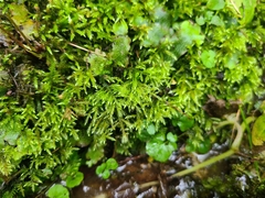 Sciuro-hypnum plumosum