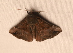 Hypena deceptalis