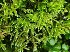 Sciuro-hypnum plumosum