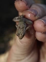 Phrynobatrachus acridoides