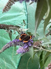 Vanessa atalanta