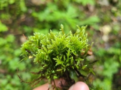 Sciuro-hypnum plumosum