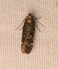 Chionodes formosella