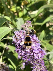 Bombus terrestris