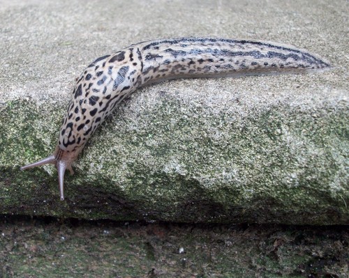 Leopard Slug, photo 3 of 7