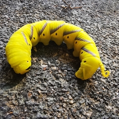 Acherontia