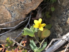 Viola lobata