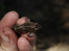 Phrynobatrachus acridoides