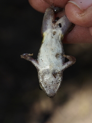 Phrynobatrachus acridoides
