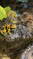 Dendrobates leucomelas