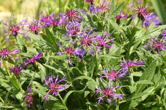 Centaurea montana