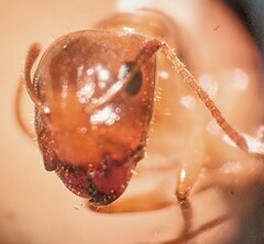 Camponotus taino