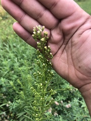 Media resource of Erigeron canadensis