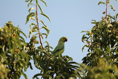 Psittacula krameri