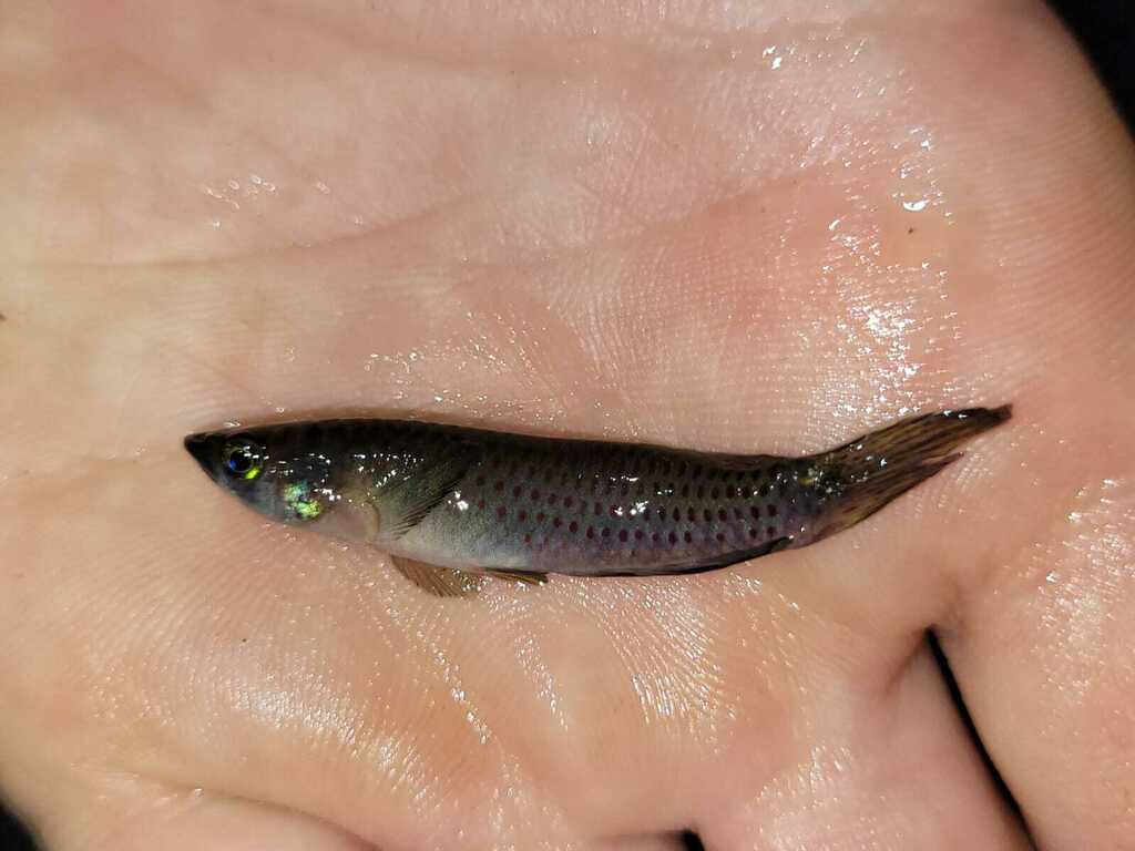Toothed Carp