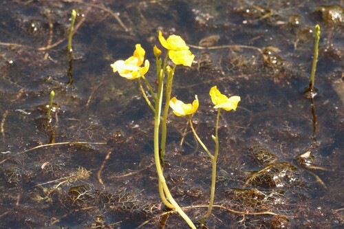 Image of Utricularia tenuicaulis by (c) scaup, some rights reserved (CC BY)