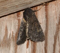 Apamea impulsa