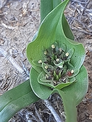 Colchicum eucomoides