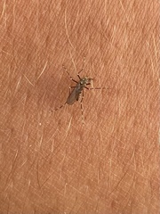 Aedes sierrensis