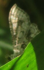Nausinoe geometralis