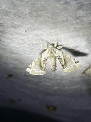 Apatelodes pudefacta