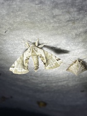 Apatelodes pudefacta