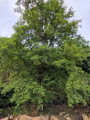 Pterocarya stenoptera