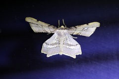 Gonodontis stramenticea