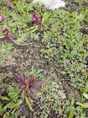 Pedicularis nordmanniana
