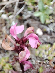 Pedicularis nordmanniana