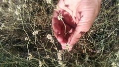 Eriogonum