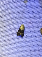 Eugnosta erigeronana