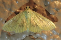 Psara