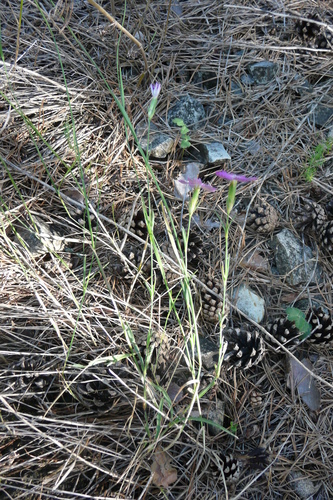 Image of Dianthus campestris by no rights reserved