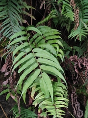 Menisciopsis penangiana
