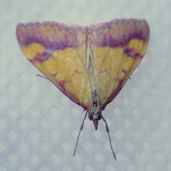 Pyrausta perrubralis