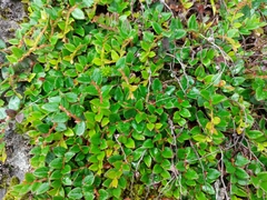Gaultheria nummularioides