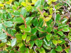 Gaultheria nummularioides