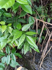 Derris fordii