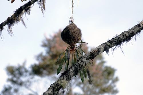 Myrmecodia archboldiana