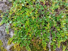 Gaultheria nummularioides