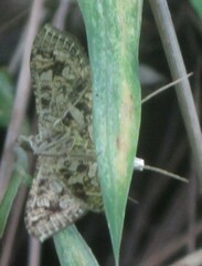 Nausinoe geometralis