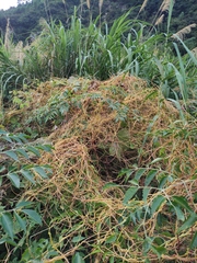 Cuscuta chinensis