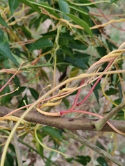 Cuscuta chinensis
