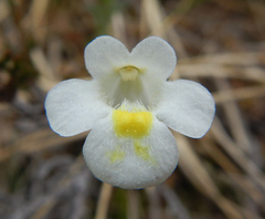 Pinguicula alpina